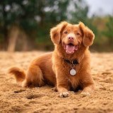 dog sitting in the grass