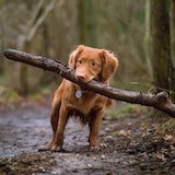 dog carrying a stick in its mouth